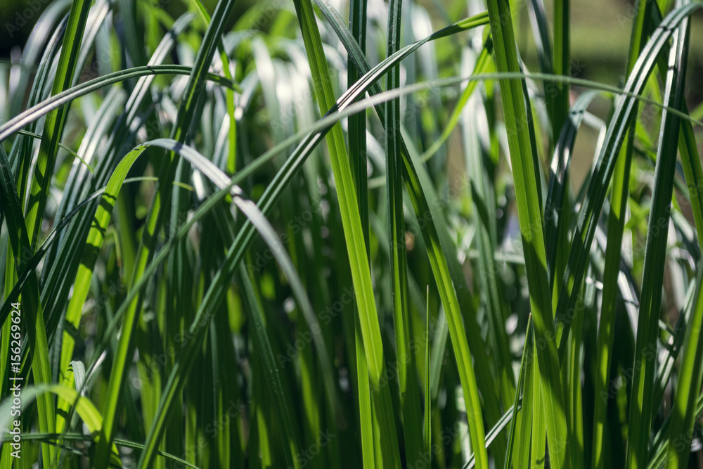 Obraz premium In grass