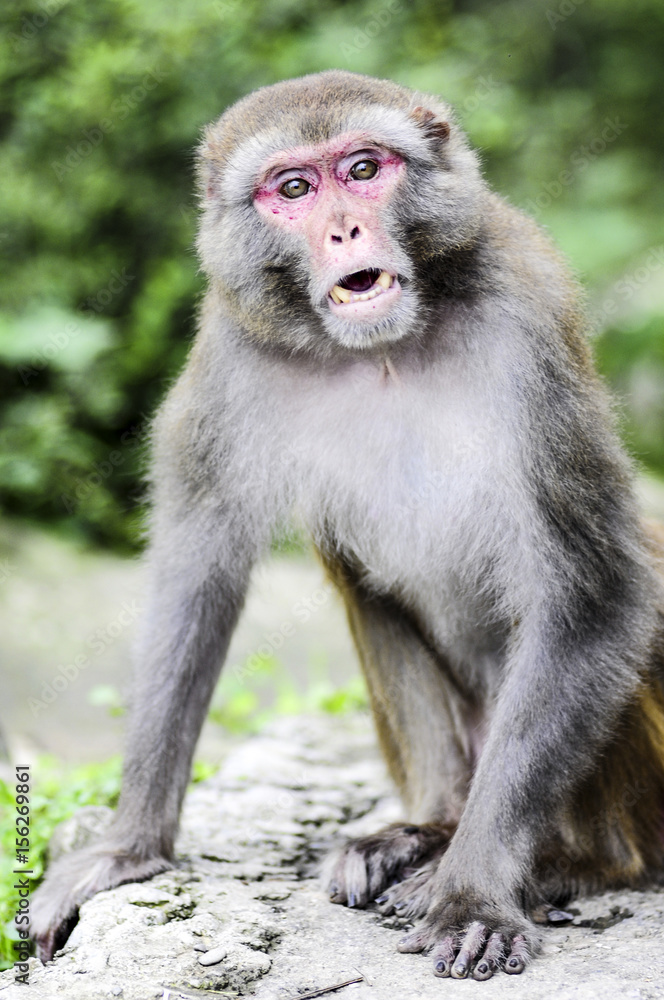 A portrait of monkey in jungle in India. A portrait of monkey in jungle in India.