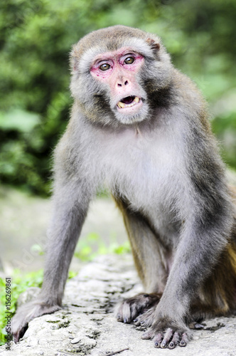 A portrait of monkey in jungle in India. © Kozioł Kamila