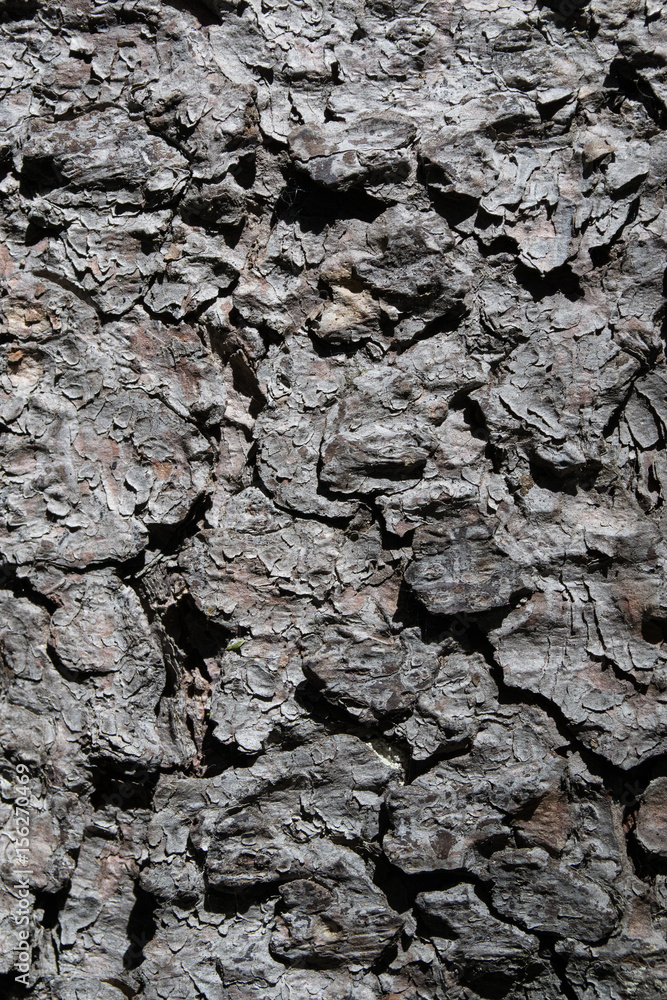 Bark of the old pine Bark of the old pine