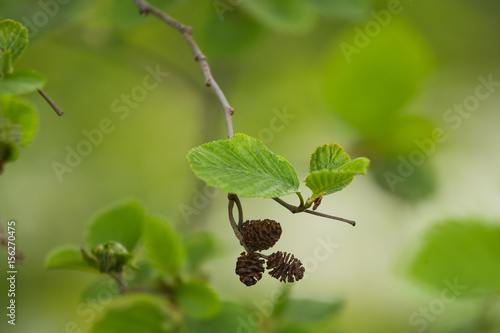 A beautiful closeup of a common black alder branches in spring
