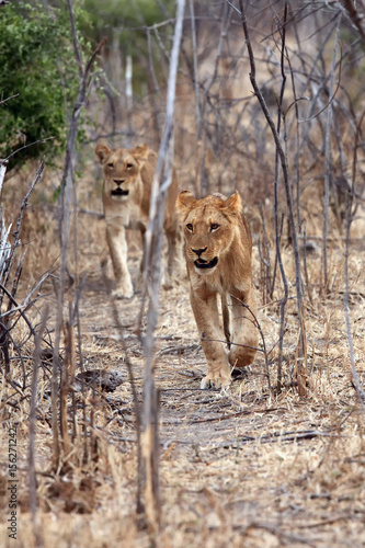 The lion (Panthera leo), pride of young lions going dense bush photo