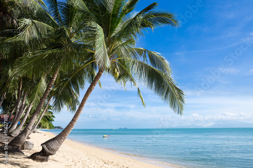 Tropical sand beach with coconut trees at the morning. Thailand, Samui island, Maenam.