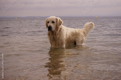 perro y mar