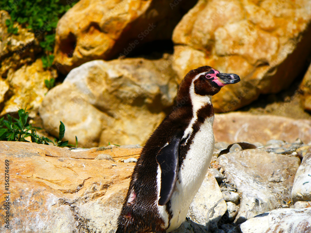 Naklejka premium Manchot de Humboldt