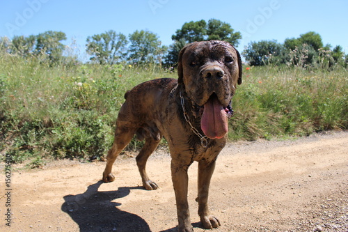 chien qui prend un bain de boue : cane corso © canecorso