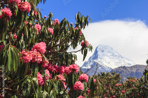 Pink Rhododendron, flower of Nepal, and Annapurna mountain view in background.