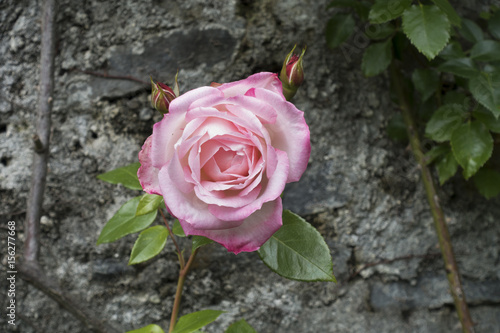 Pink Rose on a Gray Stone Wall in Italy