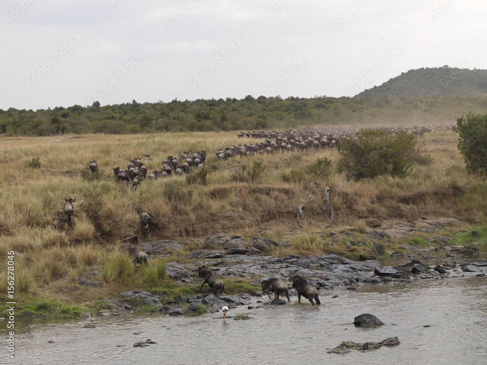 Wildebeests crossing a river, Kenya, Africa