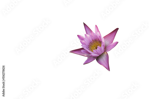 Pink lily bloom, Isolated on white