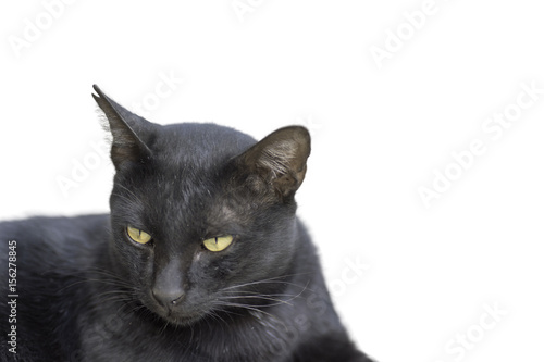 Black cats face, Isolated on white