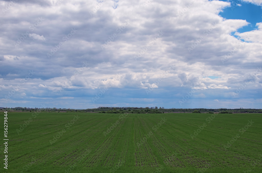 Field with green little plants and trees at the background. Landscape in spring cloudy day Field with green little plants and trees at the background. Landscape in spring cloudy day