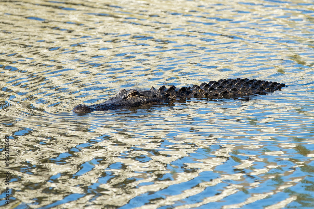 Naklejka premium Alligator