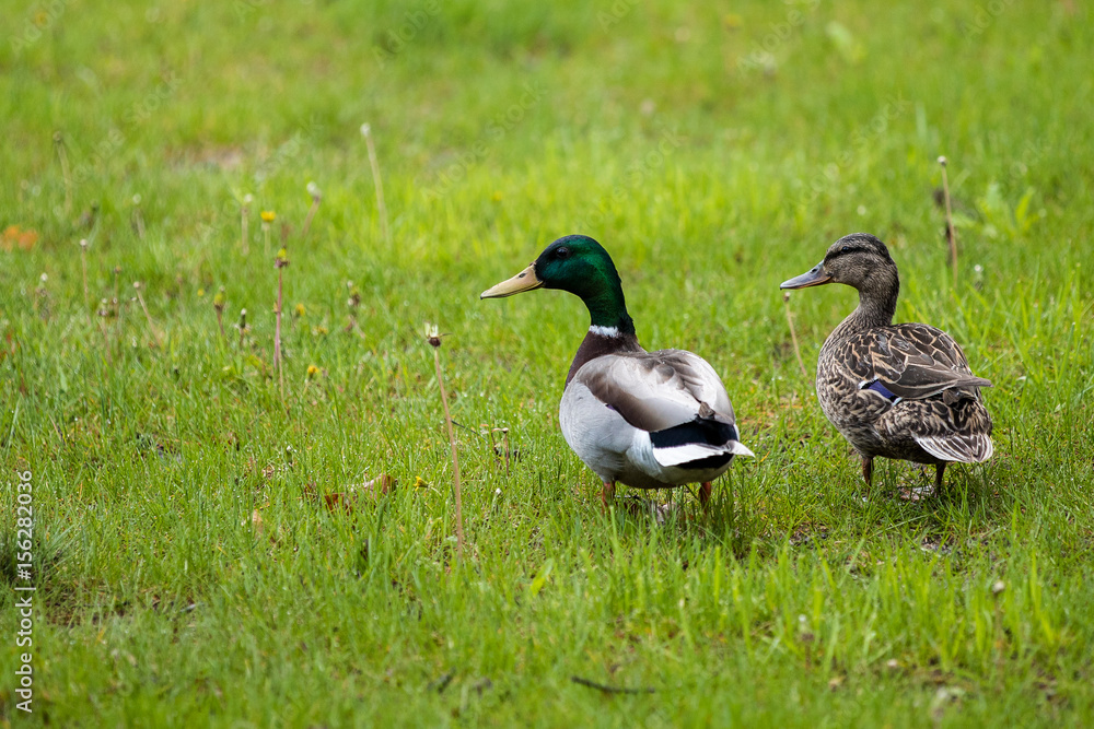 Ducks Ducks