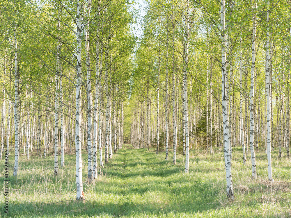 Obraz premium Birch tree in spring