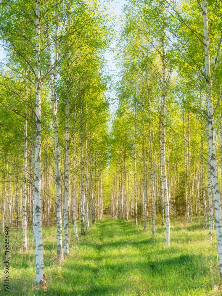 Obraz premium Brzoza na wiosnę