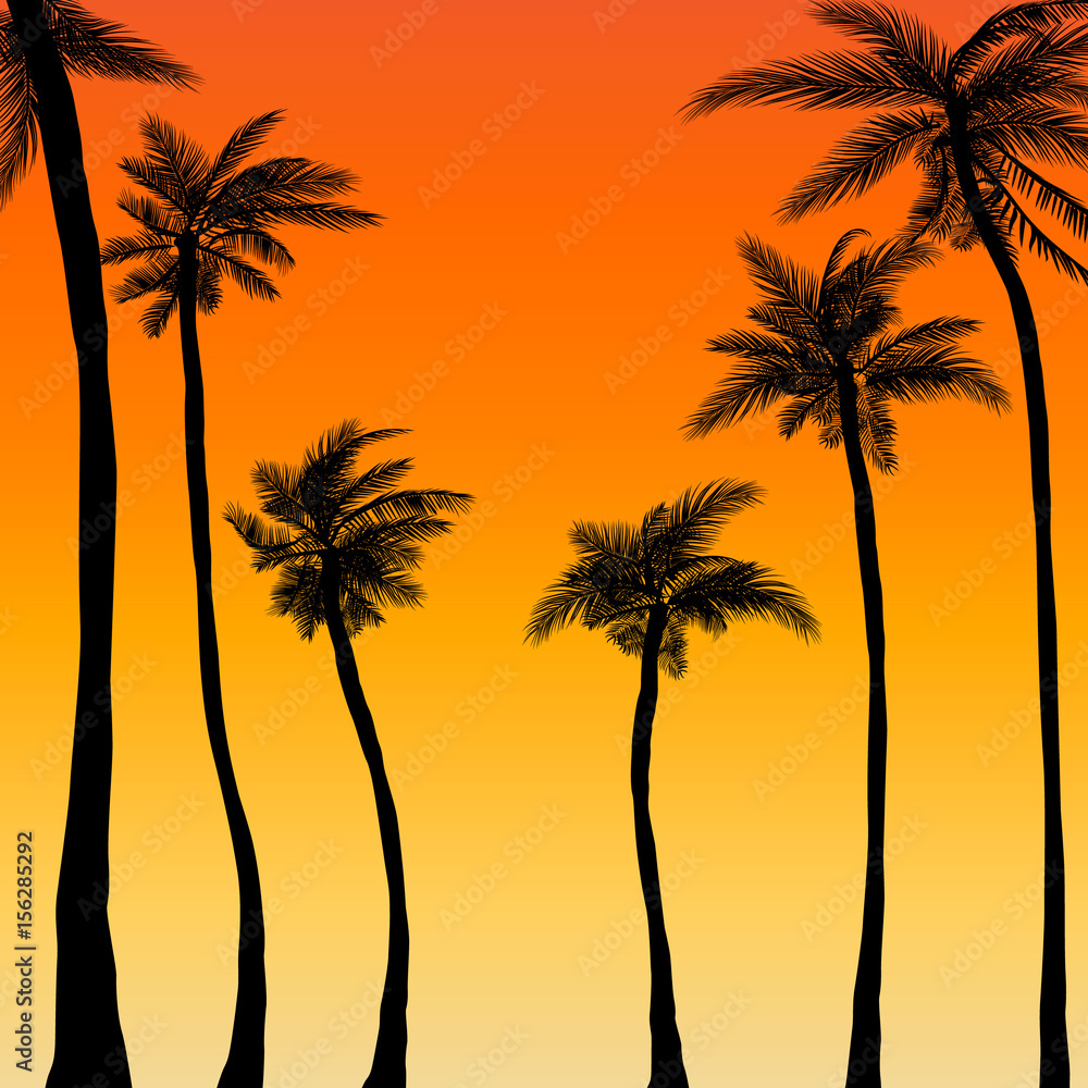 summer palm trees sunset background