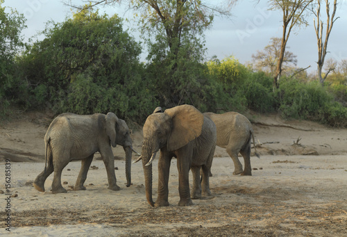 Elephants walking on a dry river bed Kenya  Africa