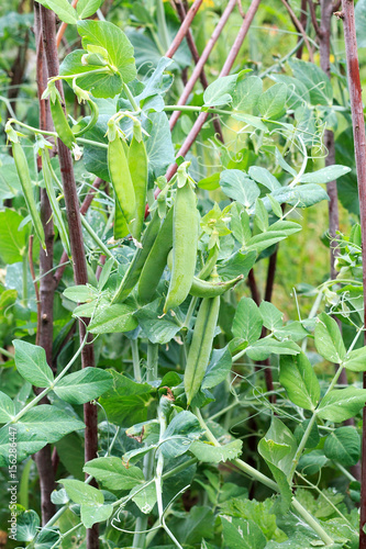 Green peas grow on a kitchen garden. Ridges and agriculture.
