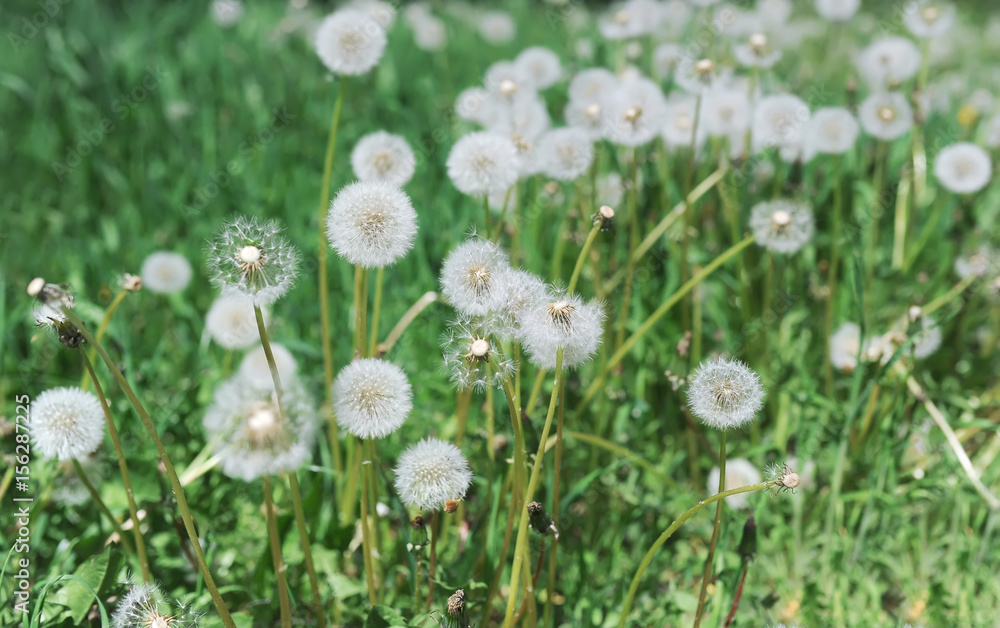 Dandelions in the grass. Dandelions in the grass.