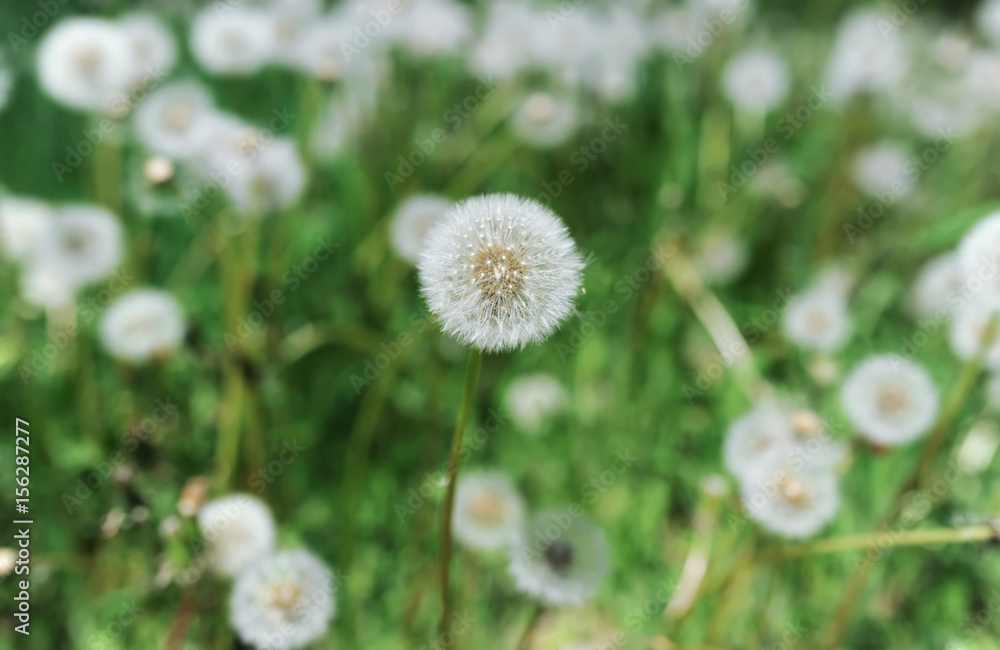 White fluffy dandelions growing in the meadow. White fluffy dandelions growing in the meadow.