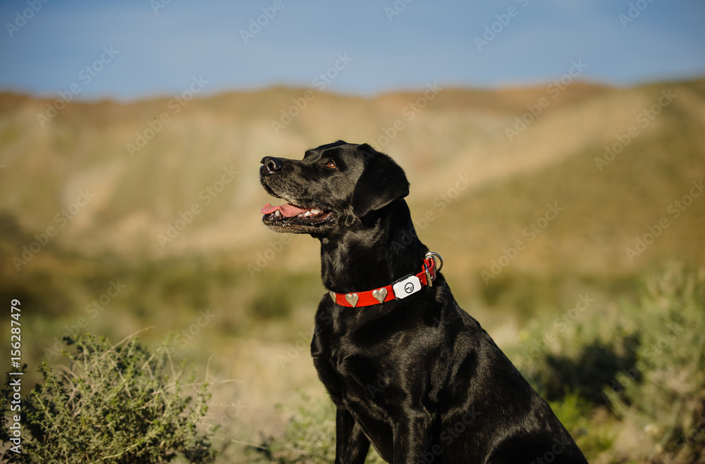 Black Labrador Retriever sitting in desert