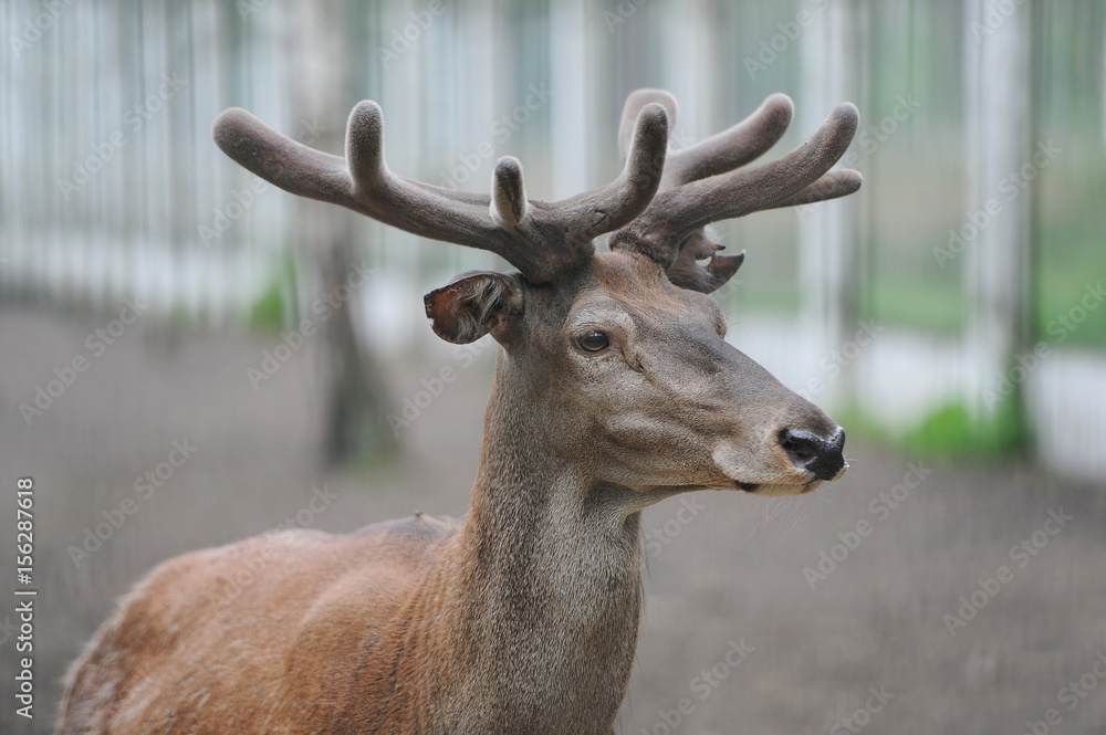 Red Deer in a Bialowieza forest Red Deer in a Bialowieza forest
