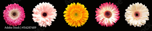Collection of five flowers gerberas  different colors. Horizontal banner.