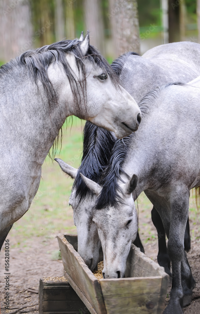 Fototapeta premium Group of purebred horses eating forage on rural animal farm. Herd of horses chewing fresh food on ranch summertime