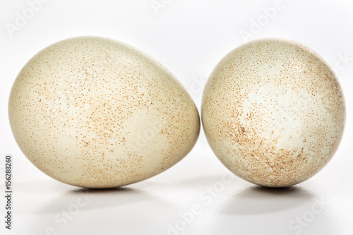 A pair of partridge eggs on white. Front and side view of eggs