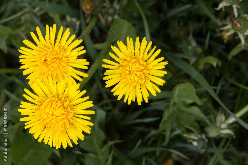 Three yellow dandelions. Three yellow dandelions.