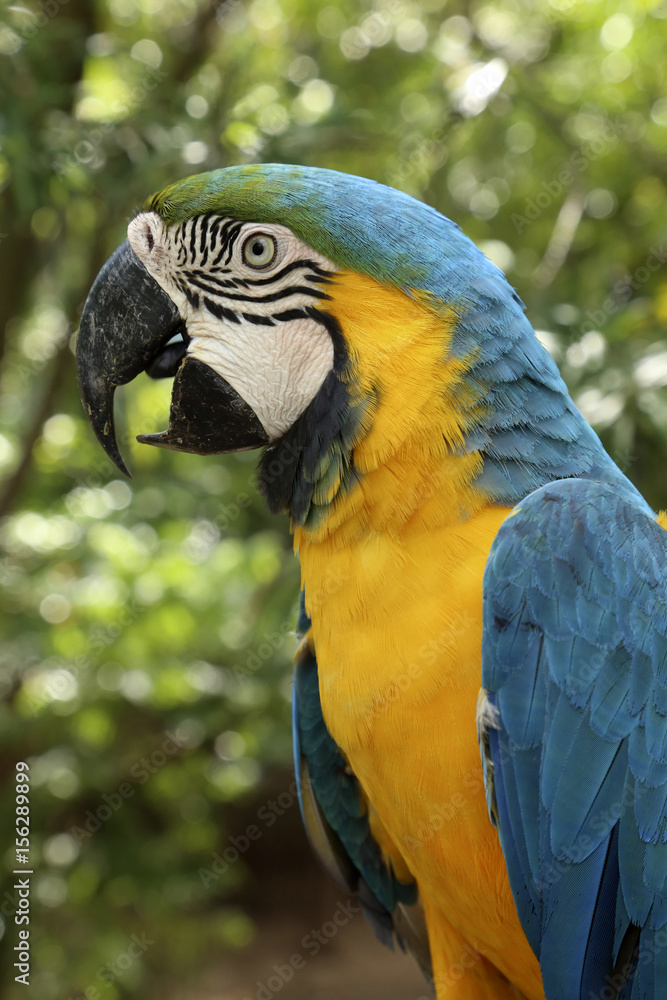 Portrait of Blue-and-Yellow Macaw Parrot, Ara Ararauna Blue-and-yellow macaw in Bolivia Portrait of Blue-and-Yellow Macaw Parrot, Ara Ararauna Blue-and-yellow macaw in Bolivia