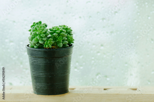 Green Little Gem Sedum Succulent pot windowsill plants