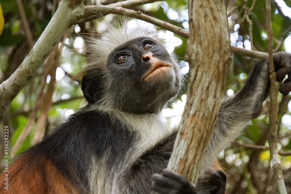 Obraz premium Portrait shot of red colobus monkey in Jozani forest national park, Zanzibar, Tanzania