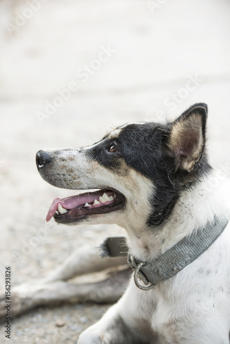 Dog with mouth open and tongue removed