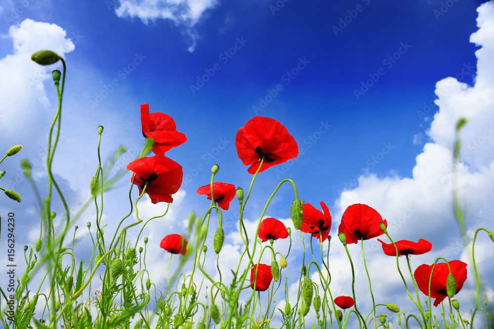 Obraz premium red poppy and wild flowers