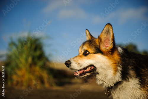 Welsh Pembroke Corgi dog