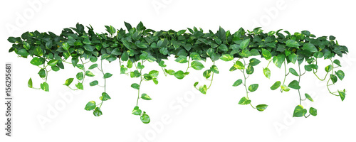 Heart shaped green yellow leaves of devil's ivy or golden pothos plant bush with hanging branches isolated on white background, clipping path included.