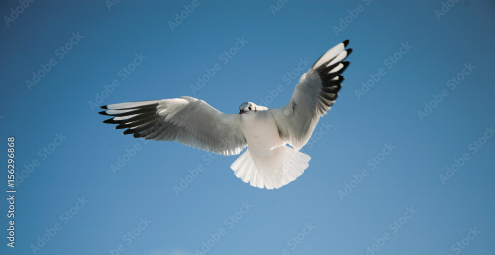 Obraz premium sewagull