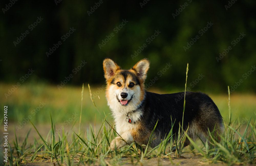 Welsh Pembroke Corgi dog Welsh Pembroke Corgi dog