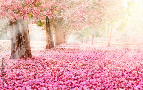 Spadający płatek nad romantycznym tunelem różowych kwiatów drzew / Romantyczny okwitnięcie drzewo nad natury tłem w wiosna sezonie / kwitnie tło