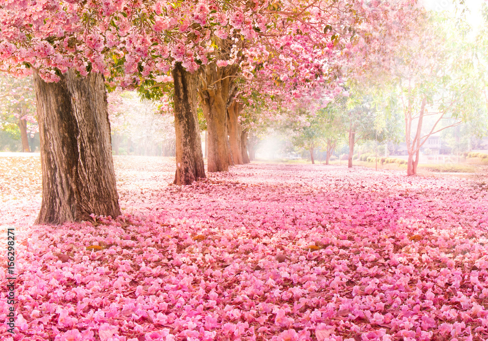 Obraz premium Spadający płatek nad romantycznym tunelem różowych kwiatów drzew / Romantyczny okwitnięcie drzewo nad natury tłem w wiosna sezonie / kwitnie tło