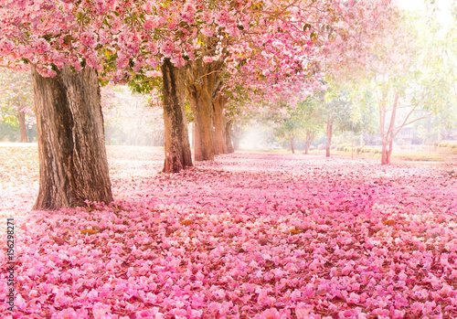 Fototapeta Falling petal over the romantic tunnel of pink flower trees / Romantic Blossom t