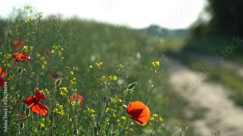 Countryside dirt road through a poppy flower and yellow canola field