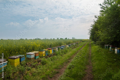 row of beehives in a field