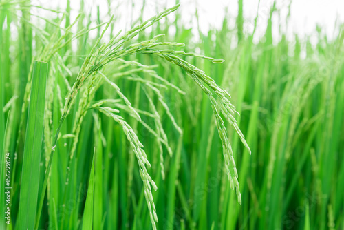  Close up green rice field. 