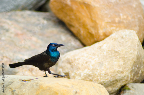 A common grackle standing on a rock near water at Lake Maxinkuckee in Culver, Indiana