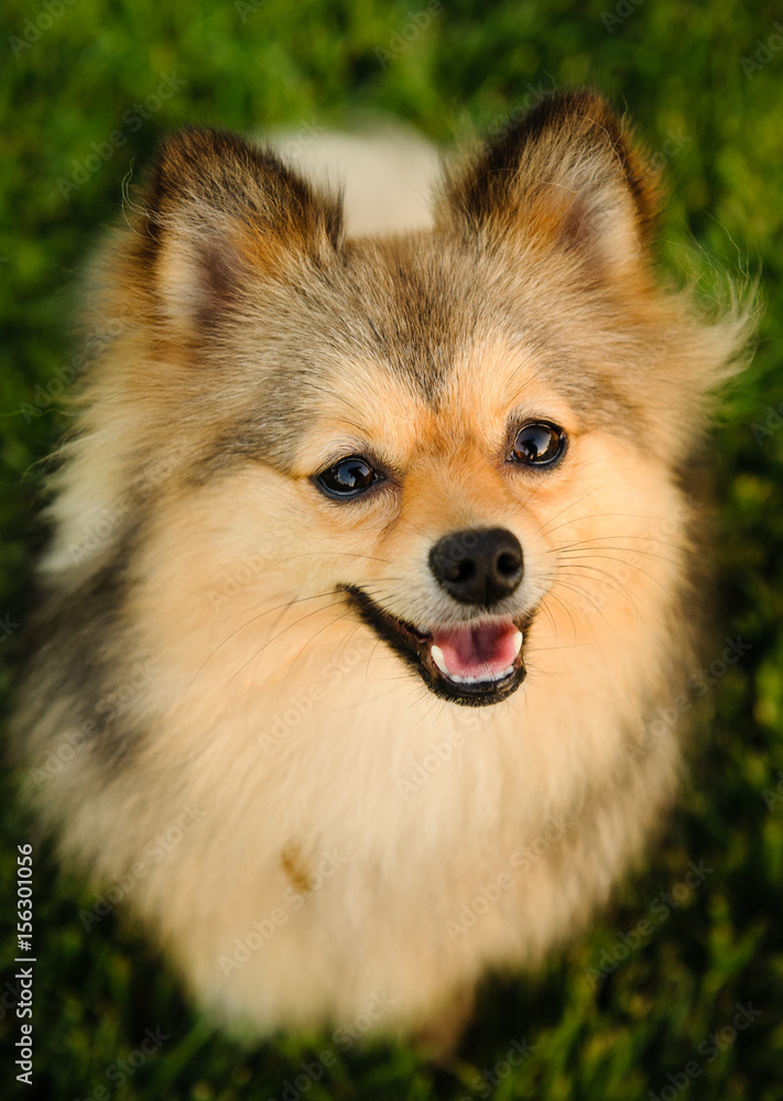 Pomeranian dog sitting on grass looking up at camera Pomeranian dog sitting on grass looking up at camera