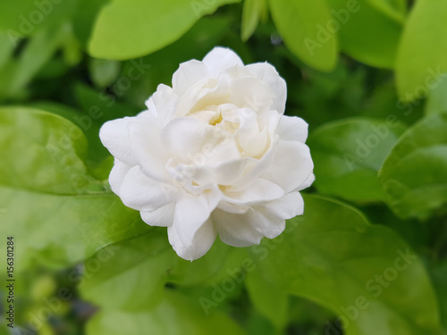 Jasminum sambac jasmine