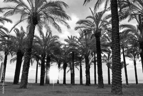 Sol entre las palmeras, playa de Torremolinos, Málaga © Maika